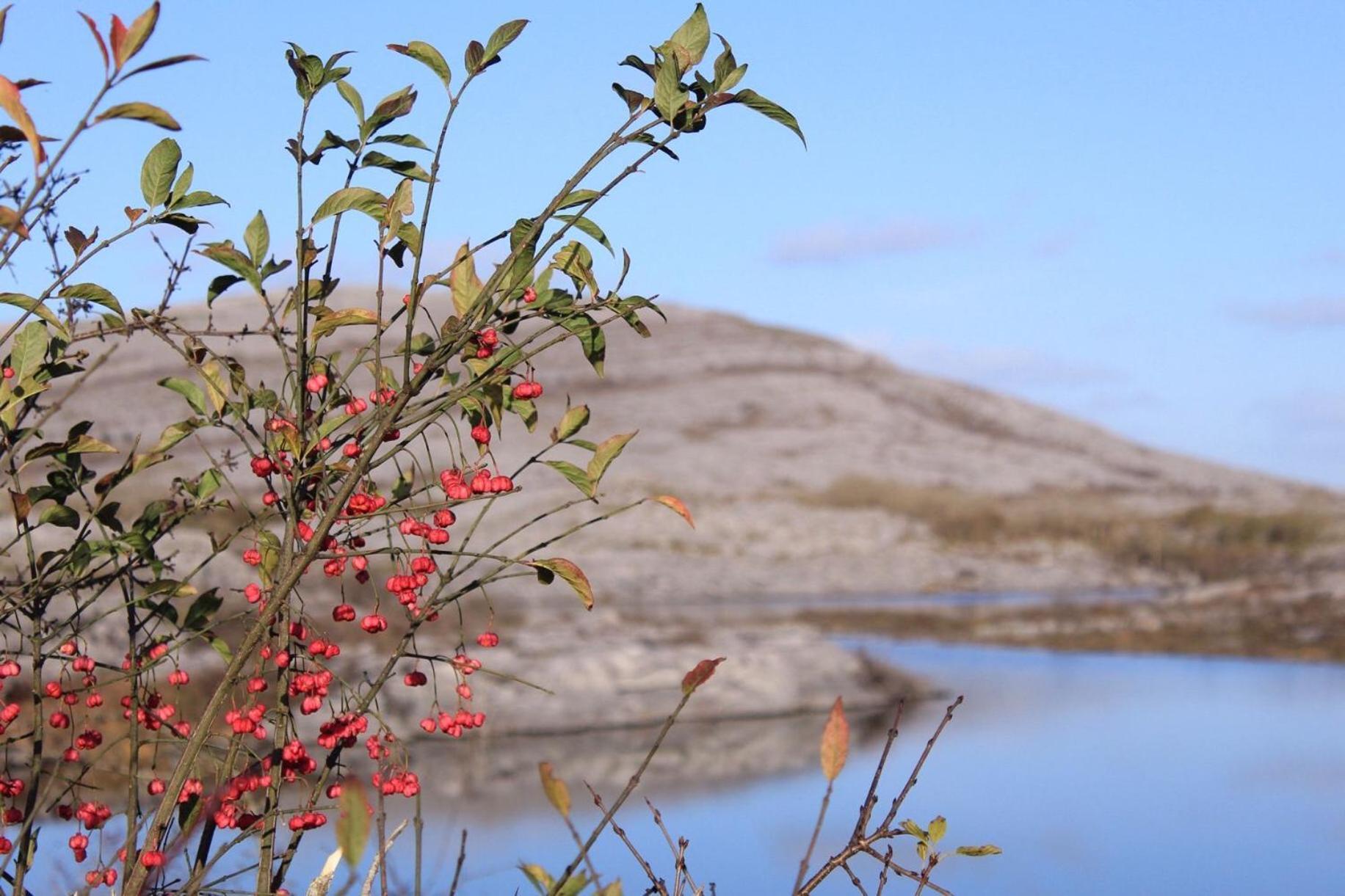 Riverside Cottage In The Burren Corofin  Esterno foto